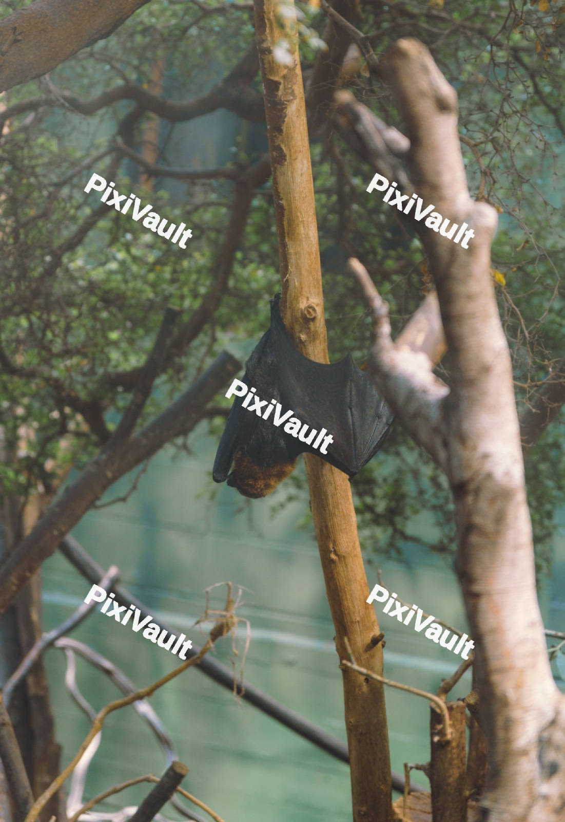 A Flying Fox Spreading Wings